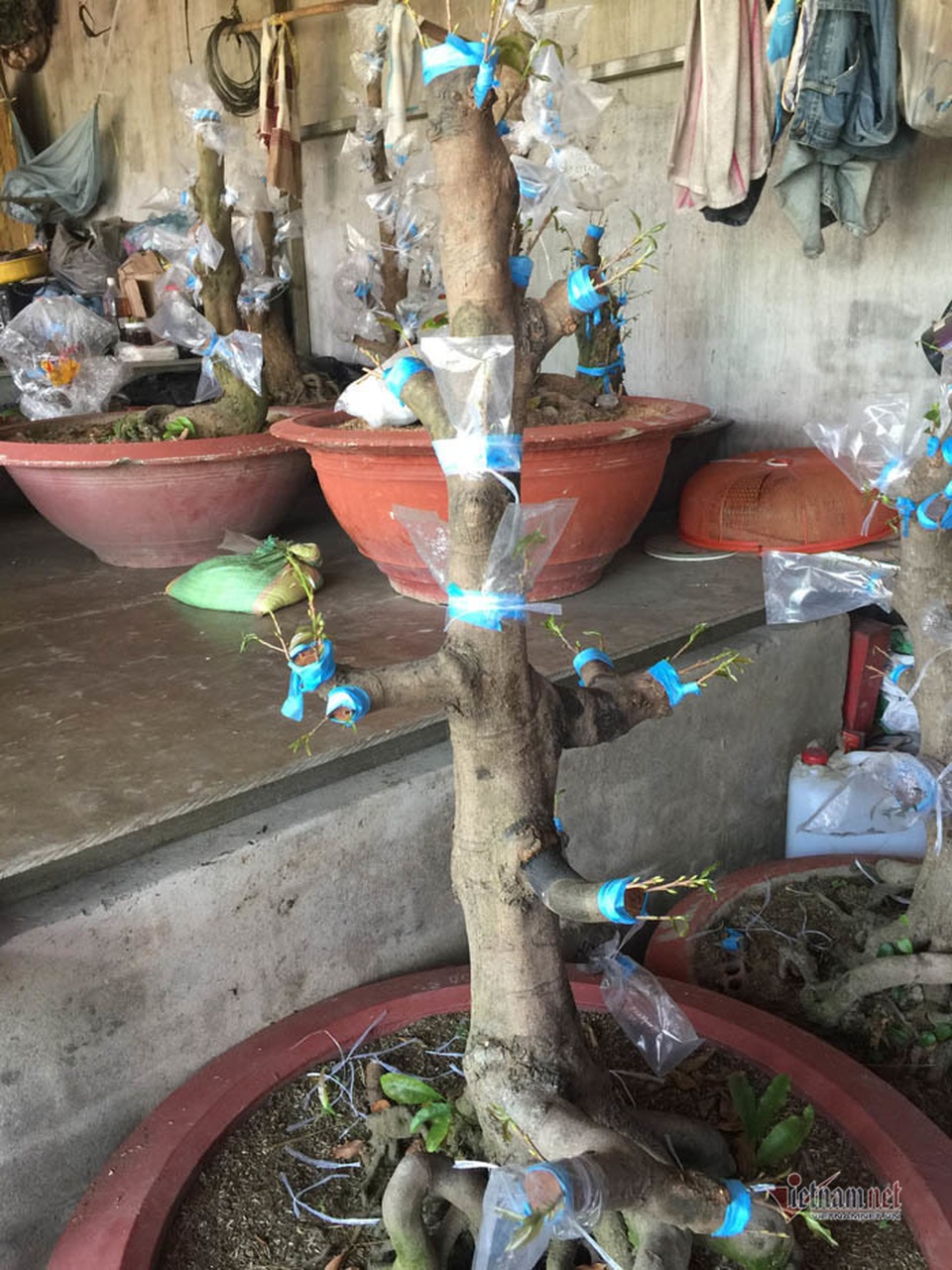 Cây mai 900 triệu đồng của ông chủ ở Sài Gòn - 4