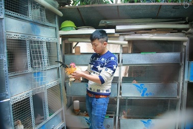 Nuôi gà cảnh trên sân thượng thu chục triệu/tháng