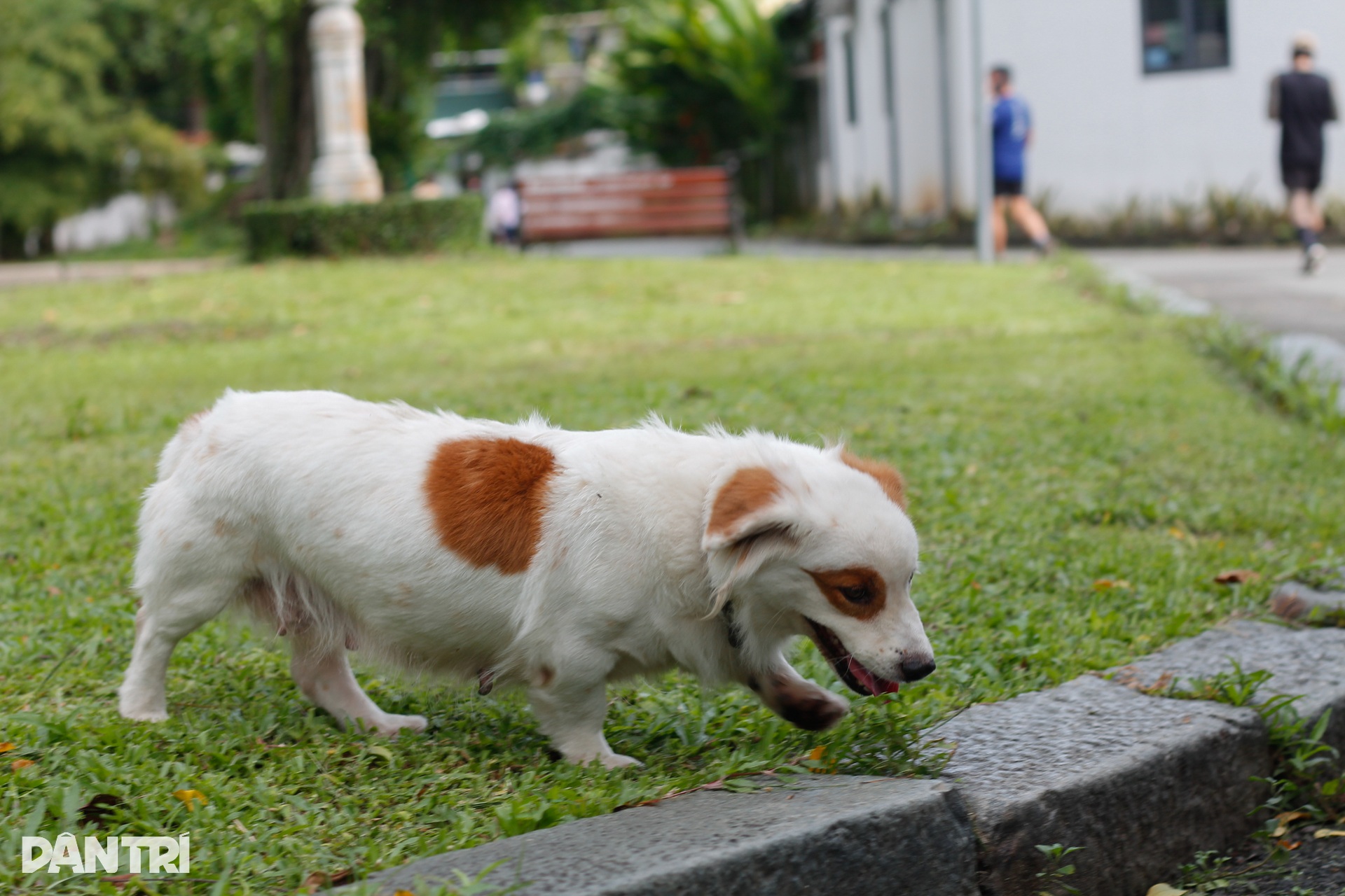 Nỗi ám ảnh từ chó không rọ mõm, phóng uế bừa bãi ở TPHCM - 10