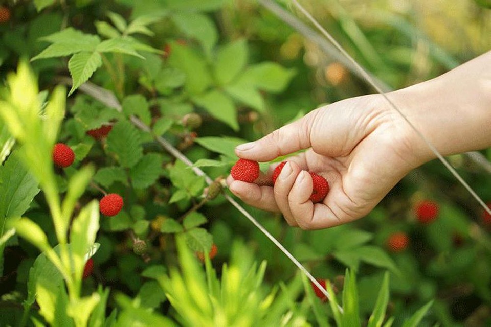 Cặp vợ chồng dành hết tiền tiết kiệm 15 năm để ở ẩn trong làng cổ - 2 Cặp vợ chồng dành hết tiền tiết kiệm 15 năm để ở ẩn trong làng cổ - 2