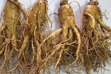 Công ty Akina Đông Á đầu tư phát triển cây Đương quy Nhật Bản chất lượng cao tại Việt Nam