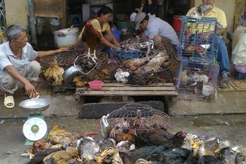 Đối tượng bán gia cầm lậu “sẵn sàng tấn công thanh tra”