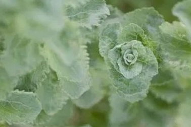 Chiết xuất cỏ ngọt làm giảm dấu hiệu bệnh gan nhiễm mỡ