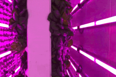 Nông trại tái chế từ container cũ, sản xuất 6000 cây rau củ mỗi tuần