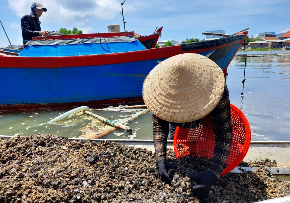 Bình Định: Mưu sinh nghề cào phễnh, vẹm ven đầm Thị Nại - 7 Bình Định: Mưu sinh nghề cào phễnh, vẹm ven đầm Thị Nại - 7