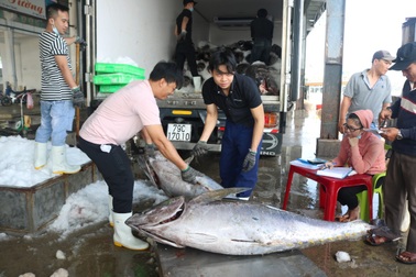 Ngư dân Khánh Hòa bất ngờ "trúng đậm" cá ngừ đại dương