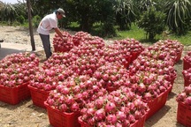 Mua Thanh Long giá rẻ của Việt Nam, Trung Quốc bán cao gấp 10 lần!