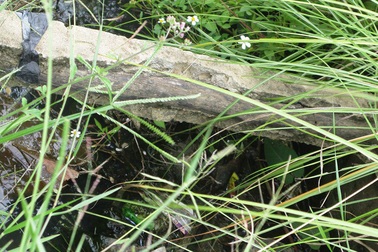 Bò vô ý trượt ngã, lộ bê tông cốt… cây!