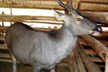 Nở rộ phong trào nuôi nai lấy nhung tại Đồng Nai