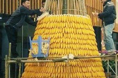 Cây thông Noel độc đáo làm từ… 3600 bắp ngô