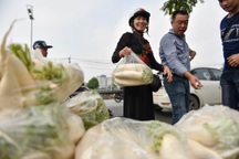 Dân Hà Nội "giải cứu" củ cải ế giúp nông dân