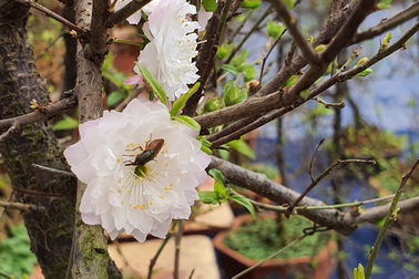 Nhất chi mai to nhiều tiền, dân sành Hà thành mua cây nhỏ để bàn chơi Tết