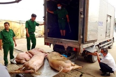 Heo ngậm chất cấm tứ phía tràn vào thành phố