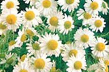 Vị thuốc đến từ thời La Mã cổ đại