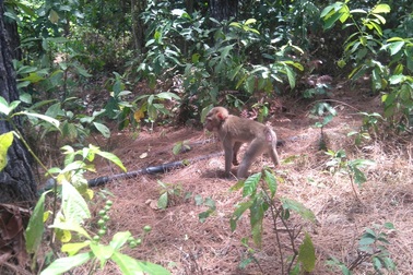 Thả cá thể khỉ đuôi lợn về rừng