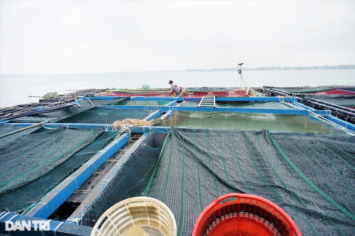 Nuôi loài cá hay nhõng nhẽo đòi ăn, ông bà phù hộ mới giàu được - 2 Nuôi loài cá hay nhõng nhẽo đòi ăn, ông bà phù hộ mới giàu được - 2