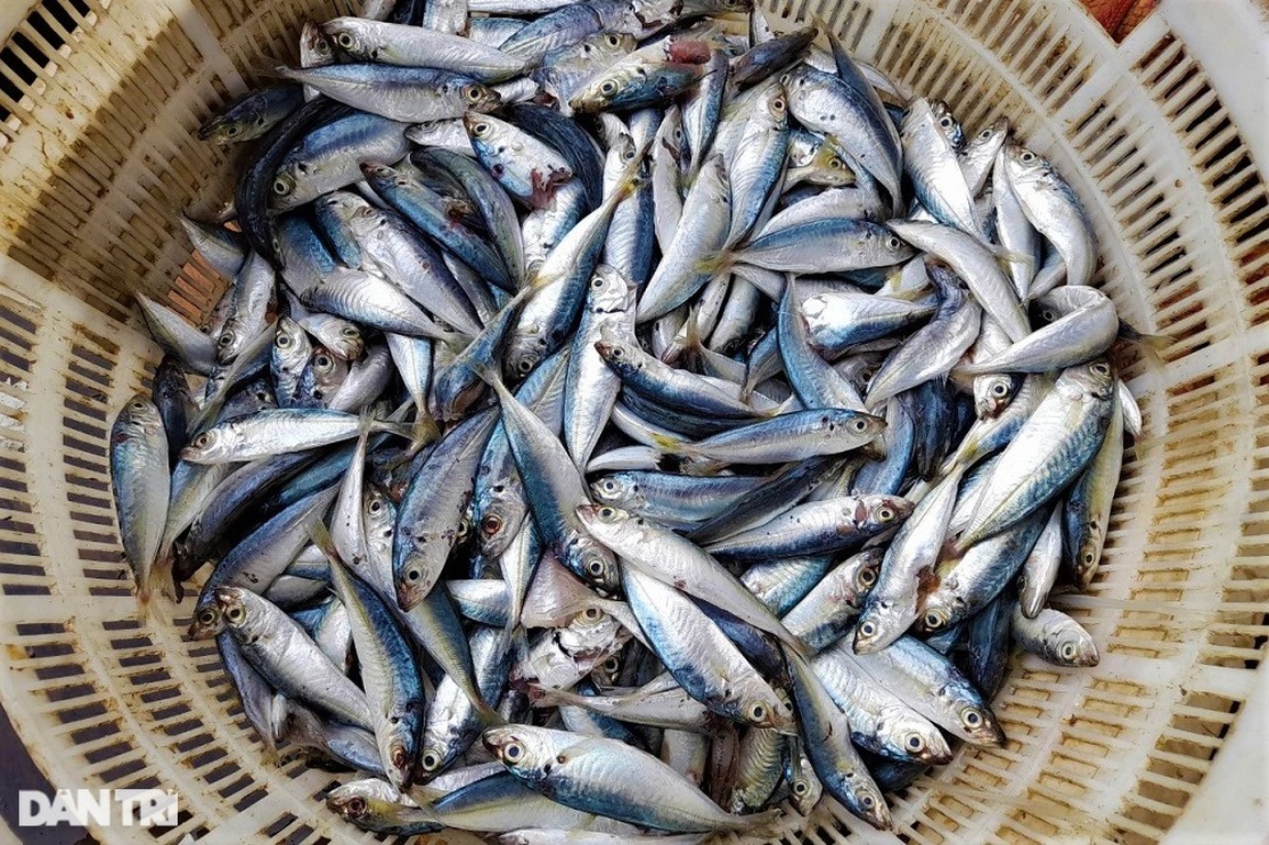 Nuôi loài cá hay nhõng nhẽo đòi ăn, ông bà phù hộ mới giàu được - 4 Nuôi loài cá hay nhõng nhẽo đòi ăn, ông bà phù hộ mới giàu được - 4
