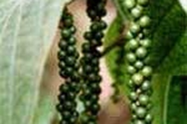 Đăng ký thương hiệu hồ tiêu Chư Sê