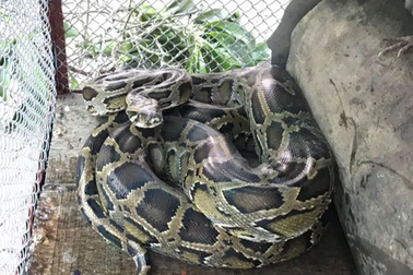 Người dân giao nộp cá thể trăn nằm trong sách đỏ thế giới