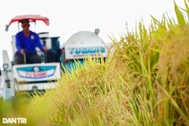 Kết quả thí điểm 1 triệu hecta lúa: Phân bón giảm, lợi nhuận tăng