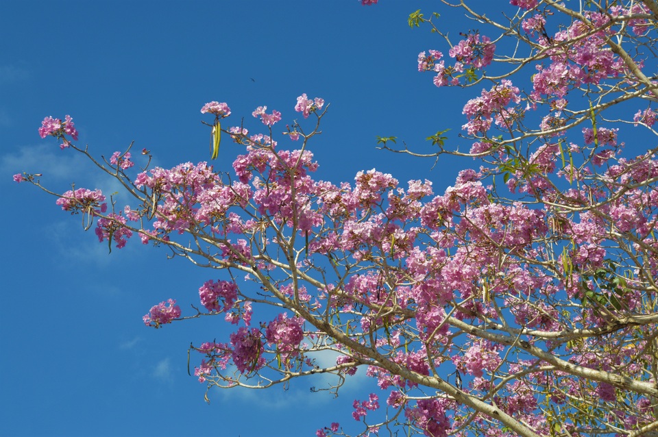 Mê mẩn đường hoa kèn hồng độc nhất vô nhị ở Sóc Trăng - 7 Mê mẩn đường hoa kèn hồng độc nhất vô nhị ở Sóc Trăng - 7