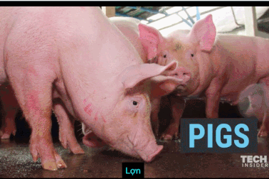 Các loài vật đã thay đổi như thế nào kể từ khi con người bắt đầu thuần hóa chúng?