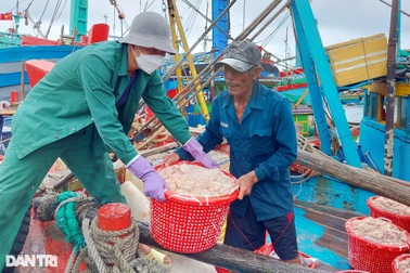 Ngư dân bỏ túi tiền triệu mỗi ngày nhờ trúng "lộc biển" đầu năm