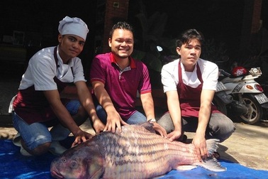 Bắt được cá trà sóc khổng lồ trên dòng Mê Kông