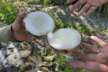 Vì sao tỷ lệ trái dừa có sáp thường thấp hơn 25%?