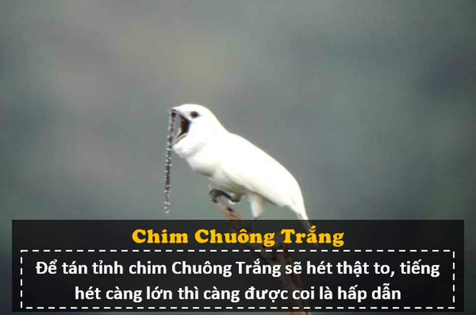 Loài chim “ồn ào” nhất thế giới: Tiếng kêu lớn hơn nhạc Rock, gây hại cho tai người - 3 Loài chim “ồn ào” nhất thế giới: Tiếng kêu lớn hơn nhạc Rock, gây hại cho tai người - 3