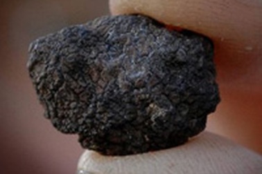 Phát hiện loại nấm quý hiếm biến mất gần 100 năm trước