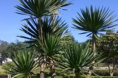 Gây bệnh cây huyết giác để chiết lấy dược chất