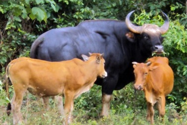 Ly kỳ bò tót ở Việt Nam: Những cuộc “ngoại tình” sinh lợi