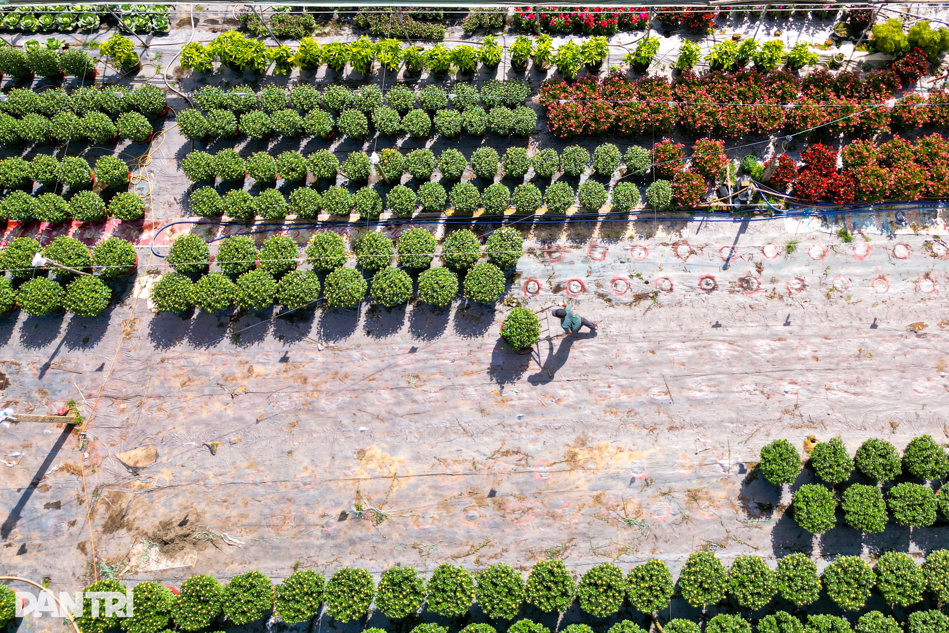 Caminhões trabalham incansavelmente para levar flores da aldeia para a cidade - 9 Xe tải chạy mệt nghỉ đưa hoa từ làng lên phố - 9
