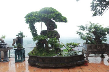 Mãn nhãn với vườn cây bonsai dáng quái giữa “lưng chừng trời” ở Hà Nội