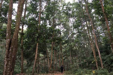 Thu hồi hàng nghìn ha đất của 8 doanh nghiệp thuộc Tổng công ty Giấy