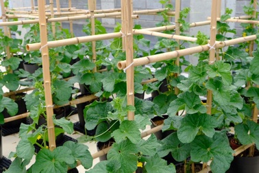 Gia đình Đà Nẵng làm vườn đẹp, bắt sâu bằng tay để có rau sạch cho bữa ăn