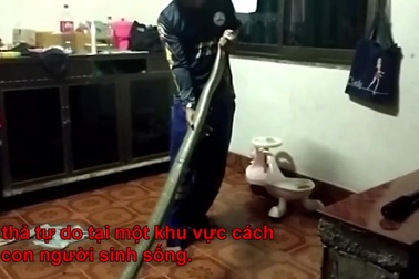 Chủ nhà kinh hãi phát hiện rắn hổ chúa dài gần 4m ẩn nấp dưới tủ nhà bếp