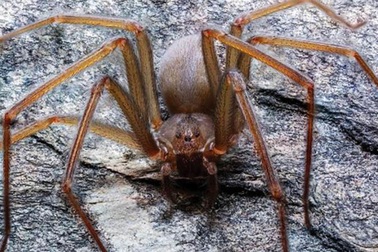 Phát hiện loài nhện độc mới ở Mexico