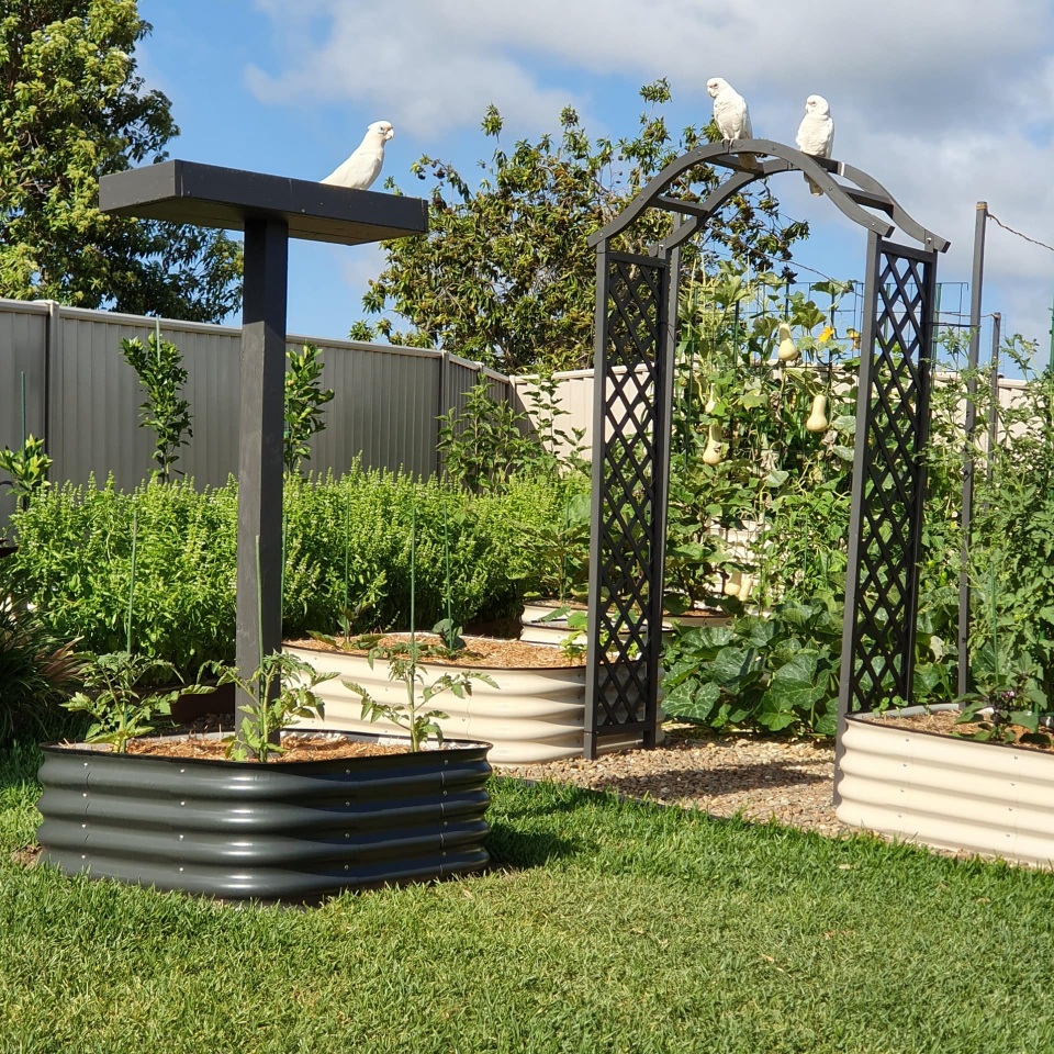 Thích mê khu vườn nhỏ đủ loại cây trái của cặp đôi yêu nhau 16 năm - 5