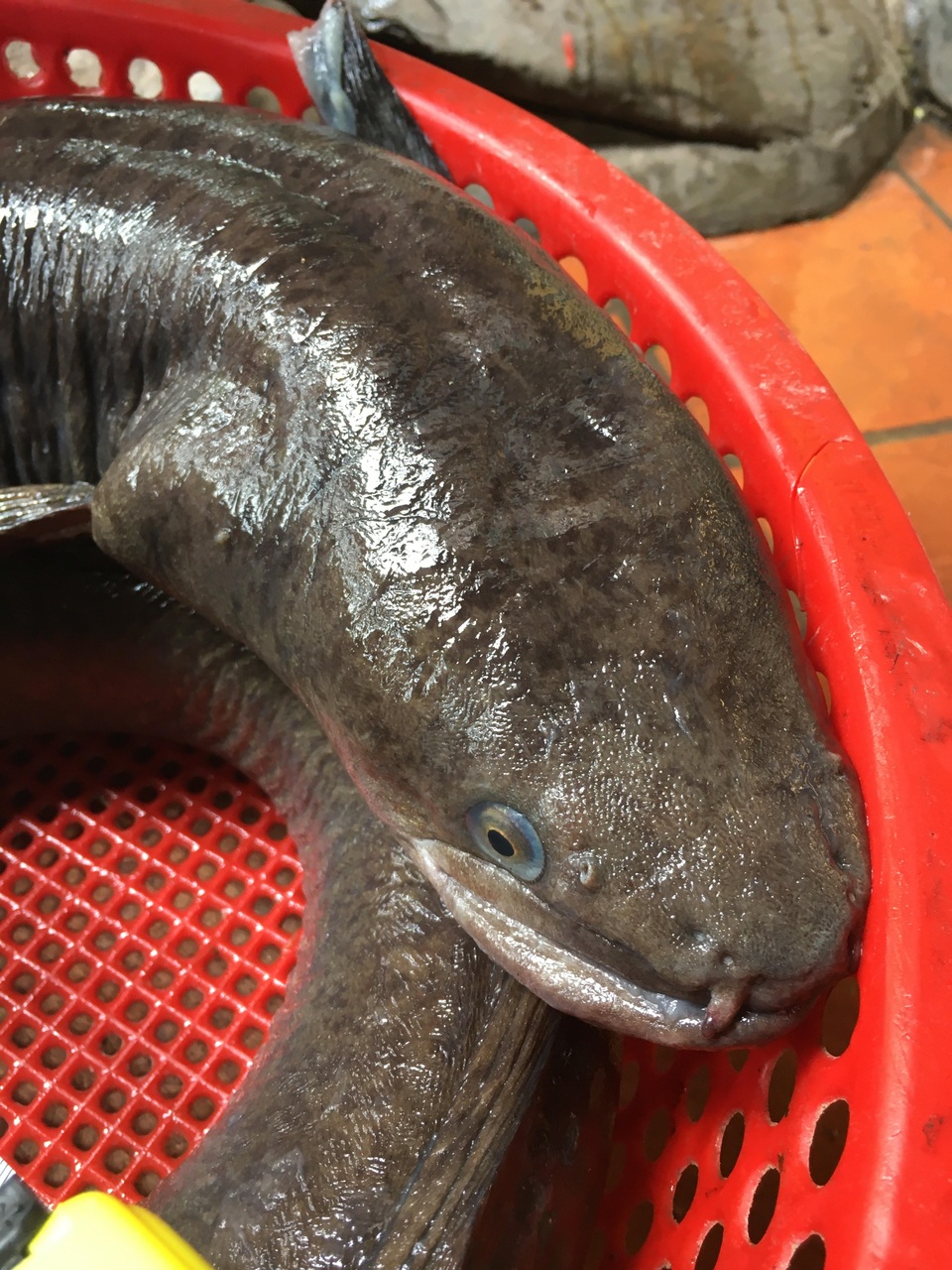 Chi hàng chục triệu đồng đưa cá lệch “khủng” nặng 15kg từ Nghệ An ra Hà Nội - 4 Chi hàng chục triệu đồng đưa cá lệch “khủng” nặng 15kg từ Nghệ An ra Hà Nội - 4