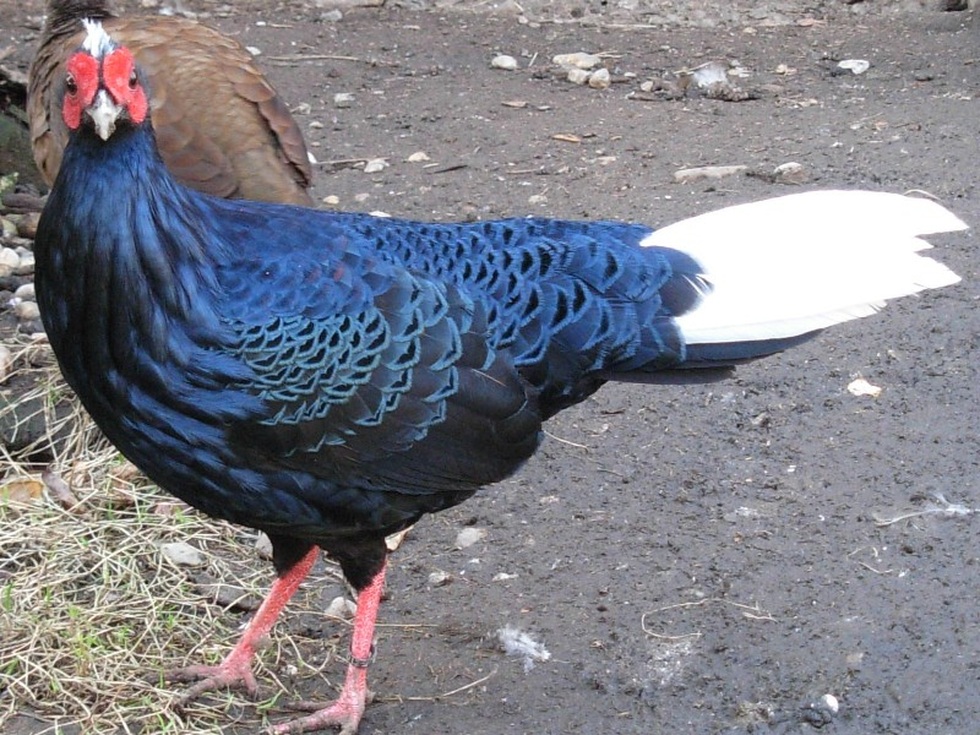 Hai loài gà lôi chỉ có tại Việt Nam, cực kỳ quý hiếm và sắp bị tuyệt chủng - 6 Hai loài gà lôi chỉ có tại Việt Nam, cực kỳ quý hiếm và sắp bị tuyệt chủng - 6