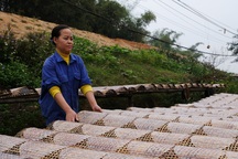 Nhộn nhịp làng bánh đa nem nổi tiếng xứ Thanh ngày cận Tết