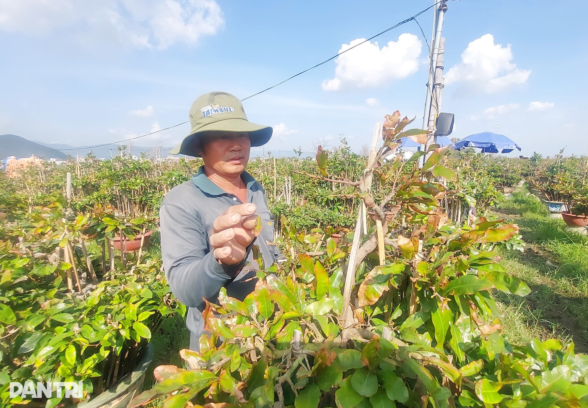 Những ánh mắt buồn ở thủ phủ mai Tết lớn nhất miền Trung sau bão Kalmaegi - 8 Những ánh mắt buồn ở thủ phủ mai Tết lớn nhất miền Trung sau bão Kalmaegi - 8