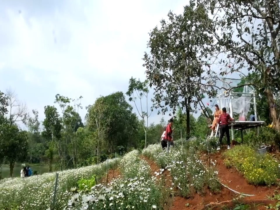 Du khách thích thú trải nghiệm vẻ đẹp vườn cúc họa mi trên vùng “đất lửa”! - 11 Du khách thích thú trải nghiệm vẻ đẹp vườn cúc họa mi trên vùng “đất lửa”! - 11