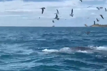 Cá voi lại xuất hiện ở vùng biển Đề Gi - Vũng Bồi