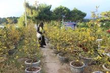 Mai vàng hút hàng, quất, đào ế ẩm