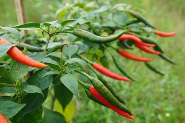 Trồng ớt trái vụ đón Tết, nông dân thu gần 1 triệu đồng mỗi ngày