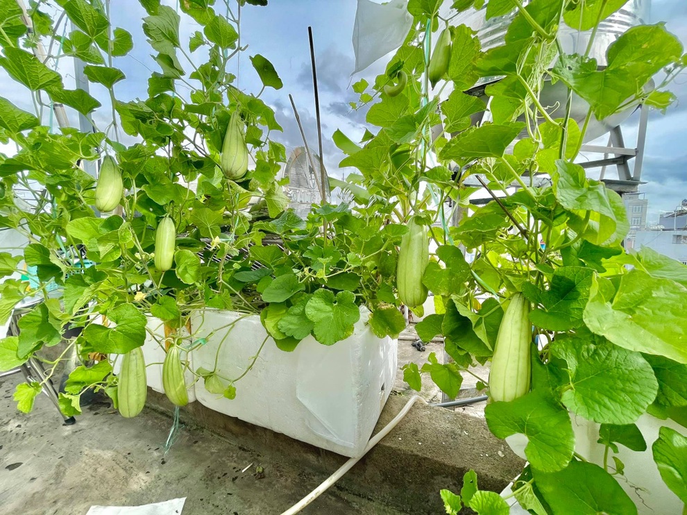 Vợ chồng tại TPHCM biến nóc nhà thành siêu thị nông sản ngập rau trái - 6