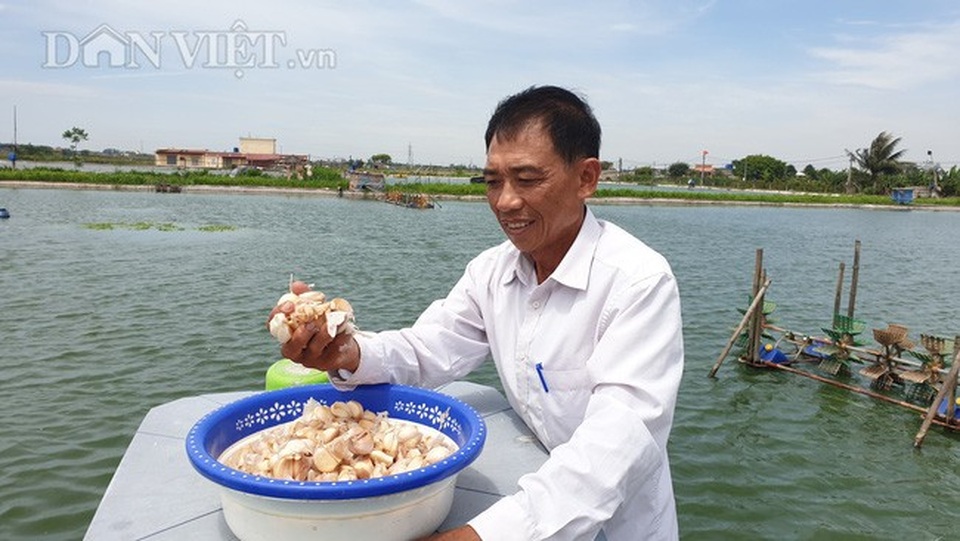 Ao cá khủng nuôi toàn cá trắm đen siêu to khổng lồ, doanh thu 6-7 tỷ đồng/năm - 1 Ao cá khủng nuôi toàn cá trắm đen siêu to khổng lồ, doanh thu 6-7 tỷ đồng/năm - 1